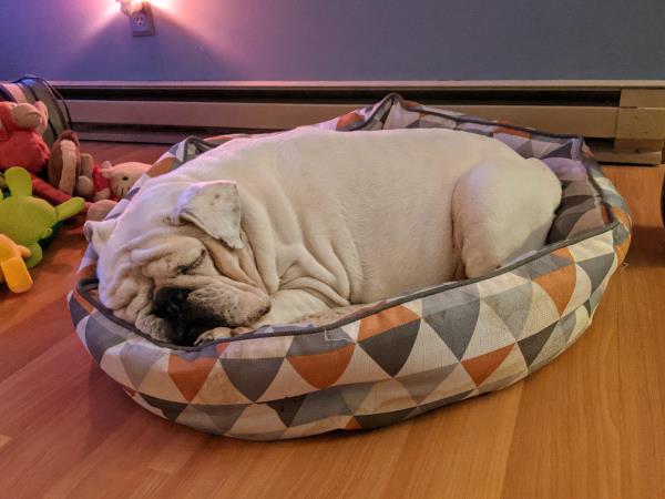 /Images/uploads/Long Island Bulldog Rescue/LIBR-2025-Calendar/entries/32306thumb.jpg